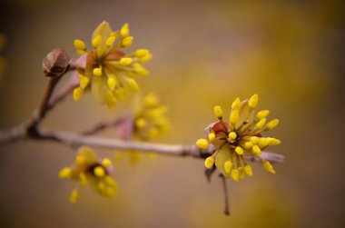 Avrupa Cornel ağaç göğüsleri çiçekli
