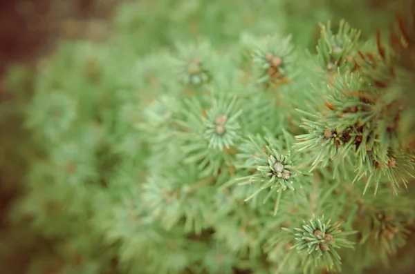 캐나다가 문 비 나무 원추형, 아름 다운 녹색 나무 — 스톡 사진