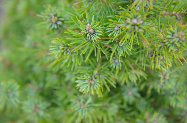 Cónico de abeto canadiense, hermoso árbol verde — Foto de Stock