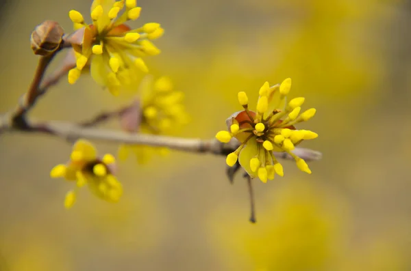 Floração da bossom da árvore europeia do cornel — Fotografia de Stock