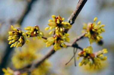 Avrupa Cornel ağaç göğüsleri çiçekli
