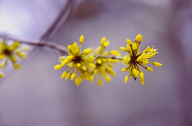 Avrupa Cornel ağaç göğüsleri çiçekli