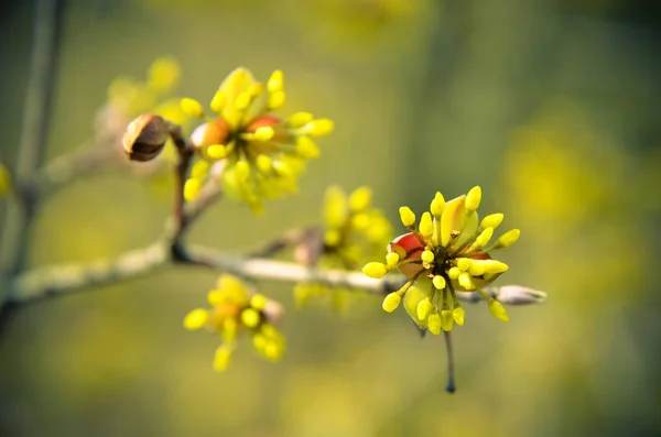 European Cornel tree bossom flowering — Stock Photo, Image