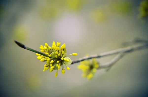 Floração da bossom da árvore europeia do cornel — Fotografia de Stock