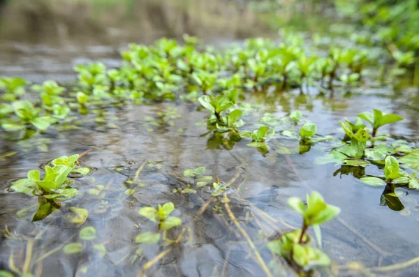 Plantes d'algues aquatiques dans la rivière — Photo