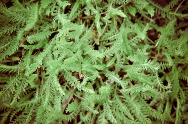 Sfondo di un'erba verde — Foto Stock