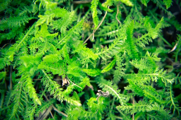 Background of a green grass — Stock Photo, Image