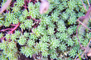 Küçük succulents ile doğal arka plan