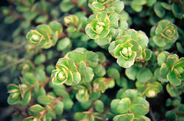 Alpejskie Skalnica saxifraga paniculata grupy — Zdjęcie stockowe