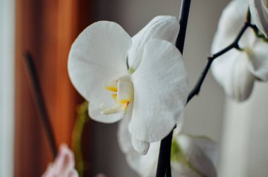 Pencerenin yakınındaki beyaz orkide yakın çekim