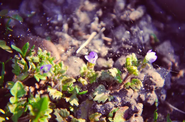 忘れられない青の花 — ストック写真