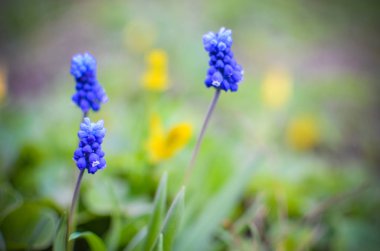 Bahar çiçekleri muscari bahar closeup
