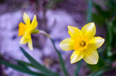 Sarı Daffodil, baharda Narcissus çiçek