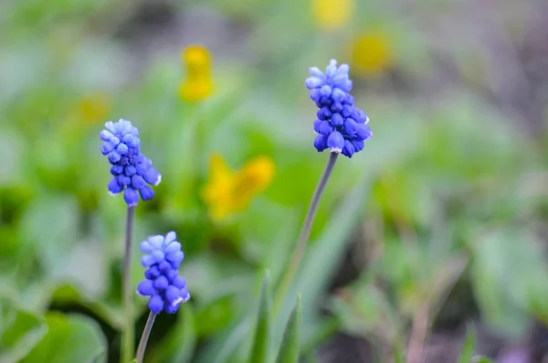 Tavaszi virágok muscari a tavaszi Vértes — Stock Fotó