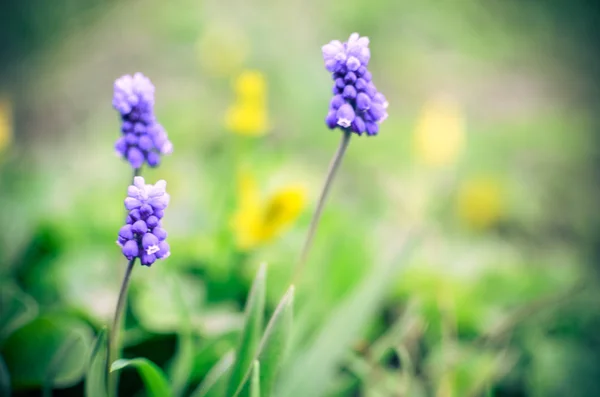 Tavaszi virágok muscari a tavaszi Vértes — Stock Fotó