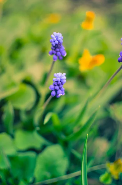 Tavaszi virágok muscari a tavaszi Vértes — Stock Fotó