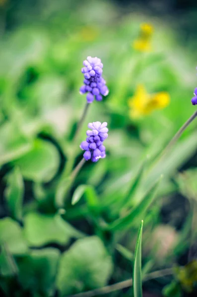 春のクローズ アップで春の花ムスカリ — ストック写真