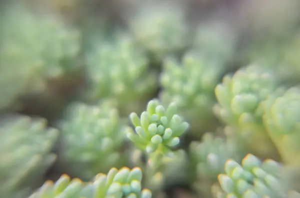 Natural background with small succulents — Stock Photo, Image