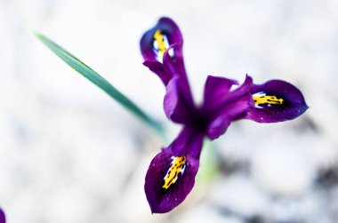 Iris reticulata ıridodictyum üzerinde çiçek yatak düşük derinliği alan 