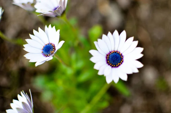 Gazania planta do jardim em flor. Branco e azul — Fotografia de Stock