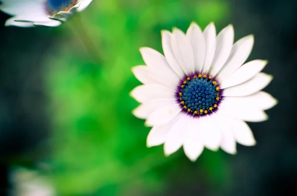 Gazania planta do jardim em flor. Branco e azul — Fotografia de Stock