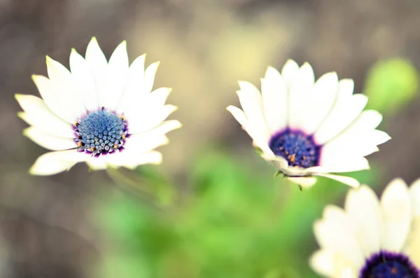 꽃에 있는 gazania 정원 식물. 흰색과 파란색 — 스톡 사진
