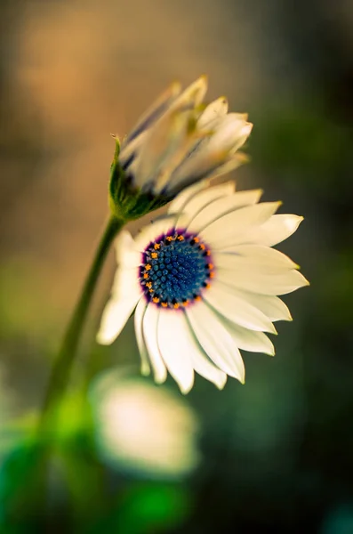 Gazania garden plant in flower. White and blue — Stock Photo, Image