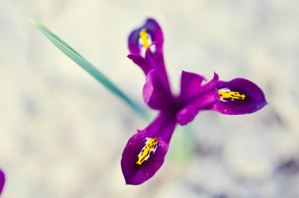 Iris reticulata iridodictyum auf dem Blumenbeet geringe Schärfentiefe — Stockfoto