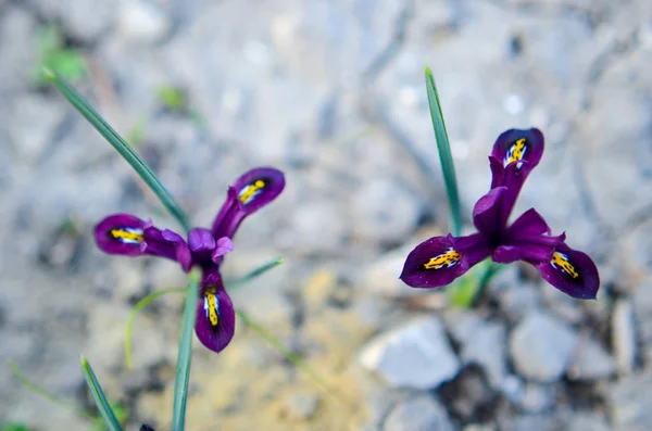 Iris reticulata iridodictyum auf dem Blumenbeet geringe Schärfentiefe — Stockfoto