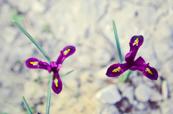 Iris reticulata iridodictyum auf dem Blumenbeet geringe Schärfentiefe — Stockfoto