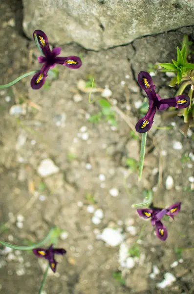 アイリス reticulata Iridodictyum に花壇の低い被写界深度 — ストック写真