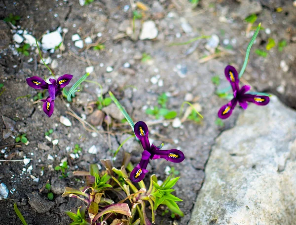 Iris reticulata Iridodictyum sobre lecho de flores baja profundidad de campo — Foto de Stock