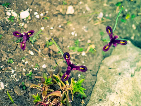 アイリス reticulata Iridodictyum に花壇の低い被写界深度 — ストック写真