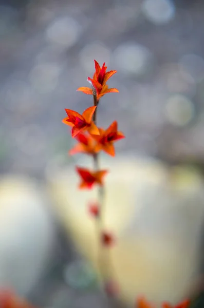 Red leaves on a bush brunch — Stock Photo, Image