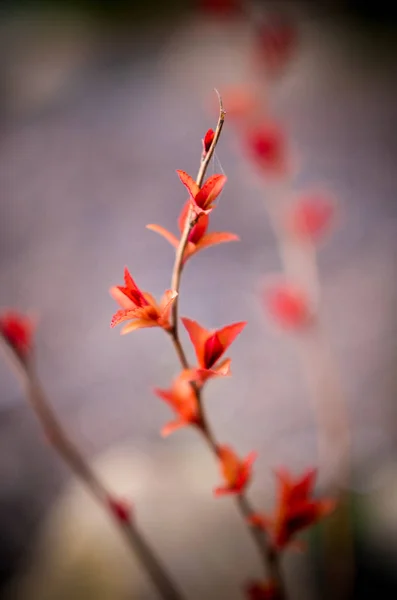 Folhas vermelhas em um brunch de arbusto — Fotografia de Stock