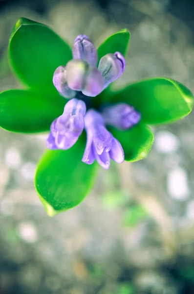 Bebé árbol de flor de jacinto en el jardín —  Fotos de Stock