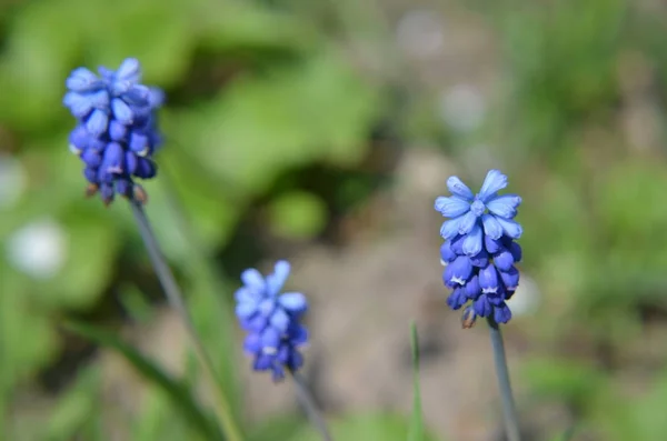 Tavaszi virágok muscari a tavaszi Vértes — Stock Fotó