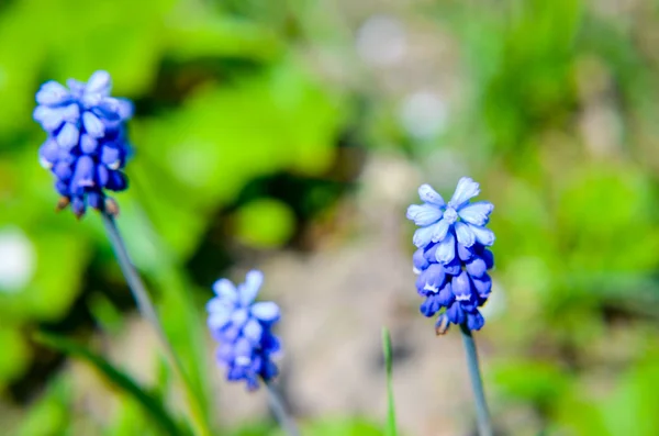 Bahar çiçekleri muscari bahar closeup — Stok fotoğraf