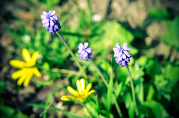 Άνοιξη λουλούδια muscari στο closeup άνοιξη — Φωτογραφία Αρχείου