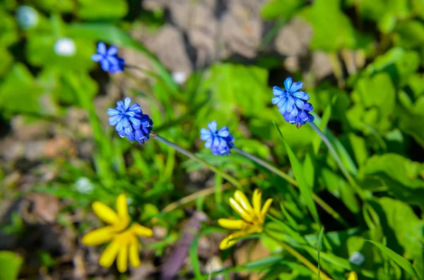 Tavaszi virágok muscari a tavaszi Vértes — Stock Fotó