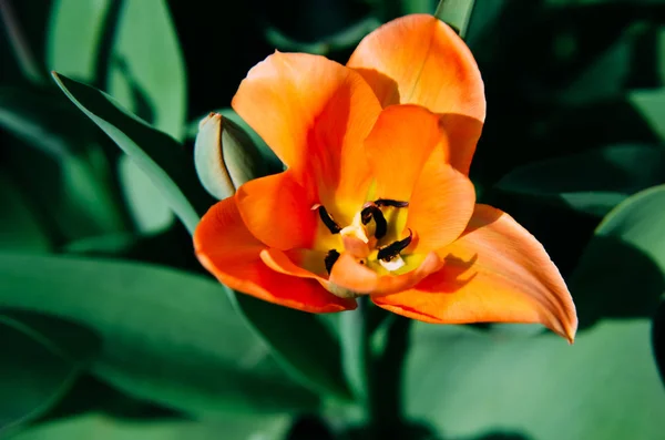 Яркий крупным планом на апельсиновых лепестках тюльпана красиво — стоковое фото