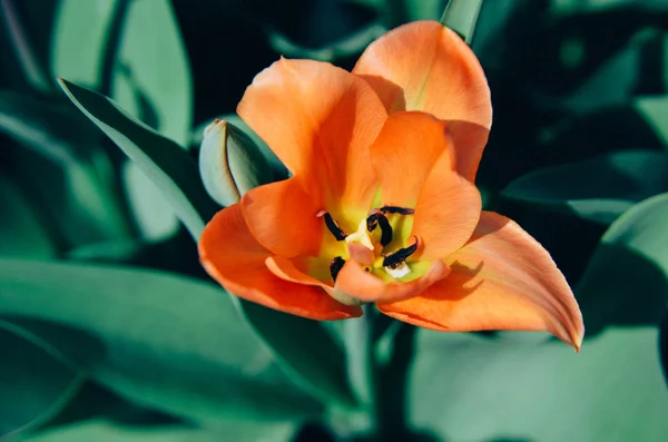 Lebendige Nahaufnahme auf orangefarbenen Tulpenblättern schön — Stockfoto