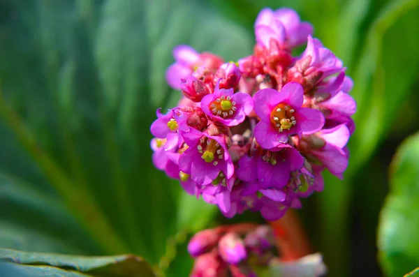 Bergenia cordifolia Bergenia crassifolia lub badan kwitnienie — Zdjęcie stockowe