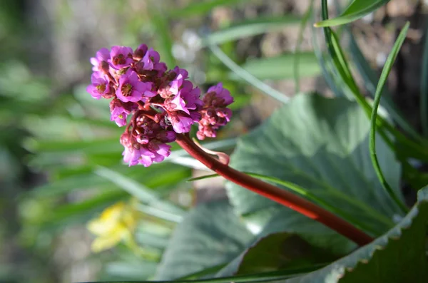 Bergenia cordifolia Bergenia crassifolia ou badan floraison — Photo