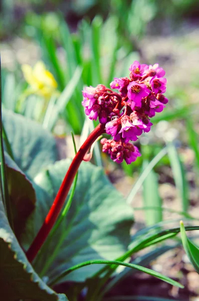 Bergenia cordifolia Bergenia crassifolia ou badan florescendo — Fotografia de Stock