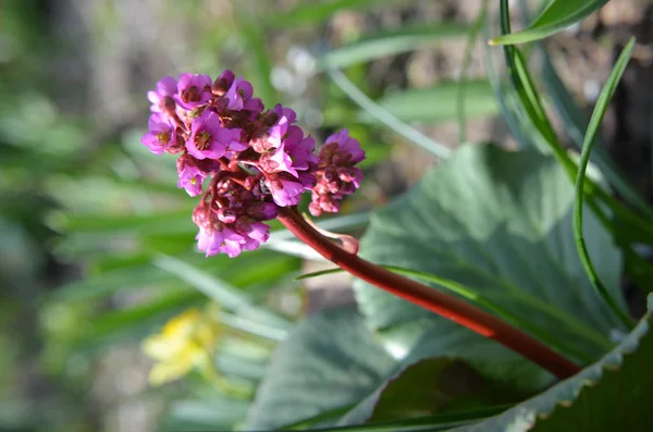 Bergenia cordifolia Bergenia crassifolia ou badan floraison — Photo