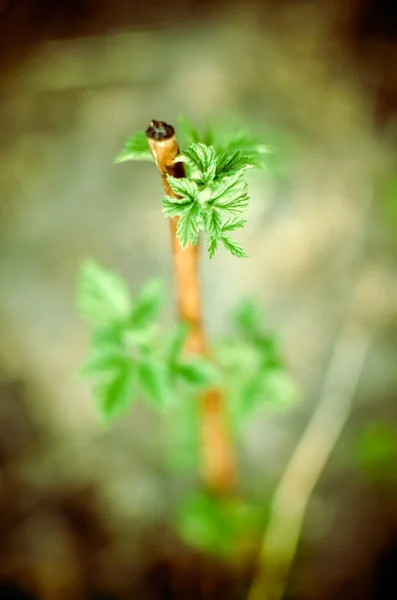 Broto jovem de framboesas na primavera em um fundo desfocado — Fotografia de Stock