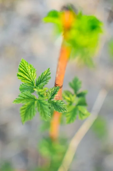 Broto jovem de framboesas na primavera em um fundo desfocado — Fotografia de Stock