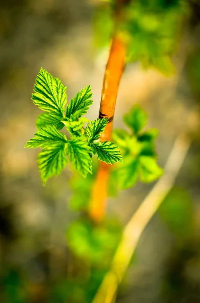 Broto jovem de framboesas na primavera em um fundo desfocado — Fotografia de Stock