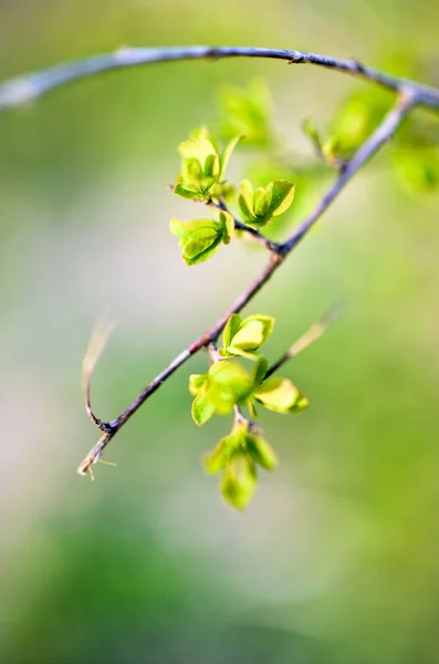Macro vista de primavera de árvore brunch com folhas verdes — Fotografia de Stock